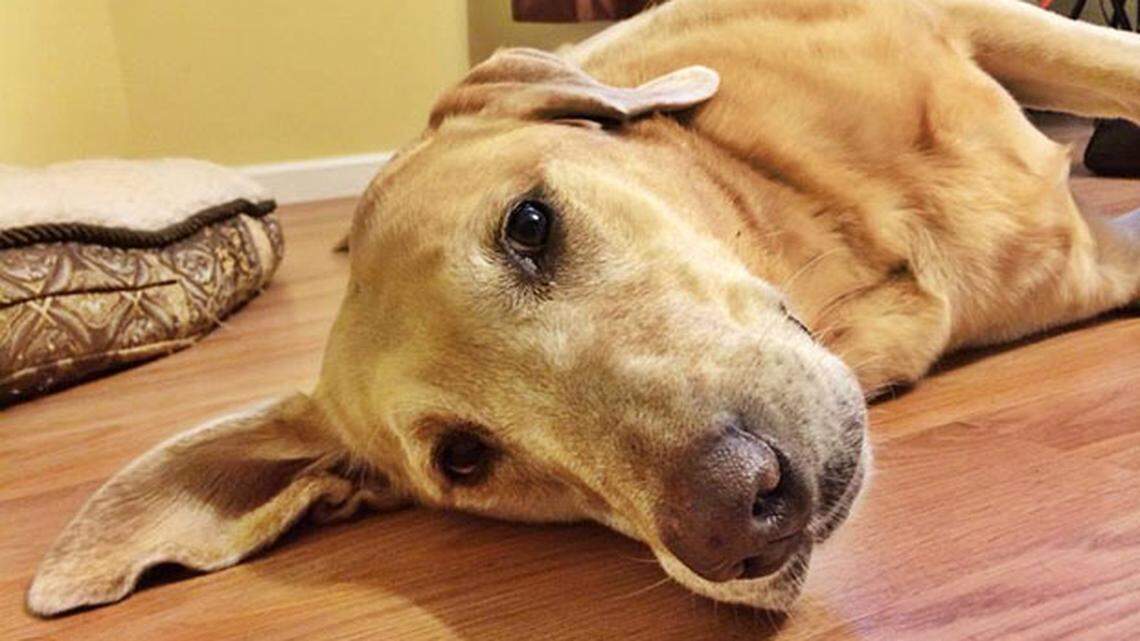 Plenty of pet-friendly hotel options available in Myrtle Beach