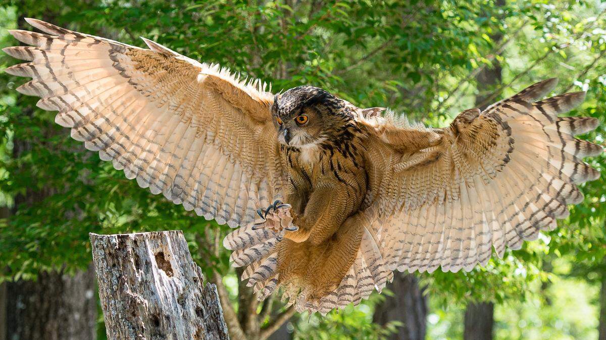 This Eurasian eagle owl is one of the many avian ambassadors at the The Center for Birds of Prey, in Awendaw, open for tours, Thursdays-Saturdays. The site will have its “Wild at Wingswood” gala, 6-9 p.m. Saturday, Oct. 21.
Details at 843-971-7474 or www.thecenterforbirdsofprey.org/zugunruhefest.