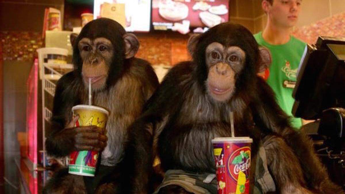 Chimpanzees from the Myrtle Beach Safari.