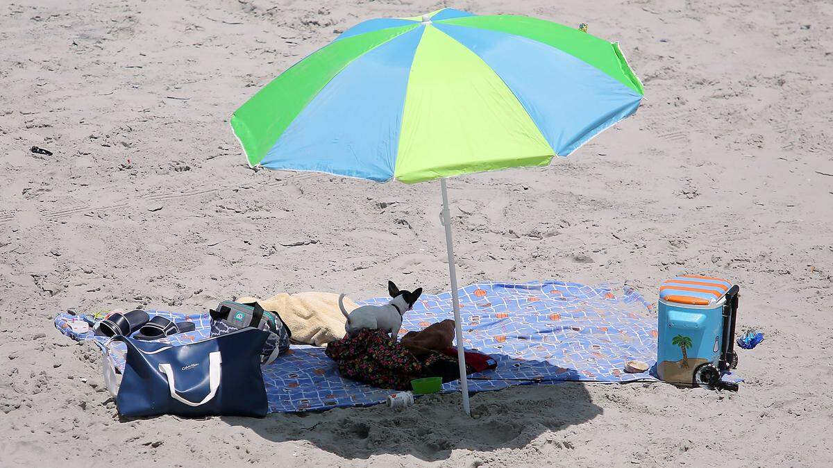 A dog gets the shade of an umbrella as Myrtle Beach temperatures top 100-degrees on Friday, July 7, 2017.