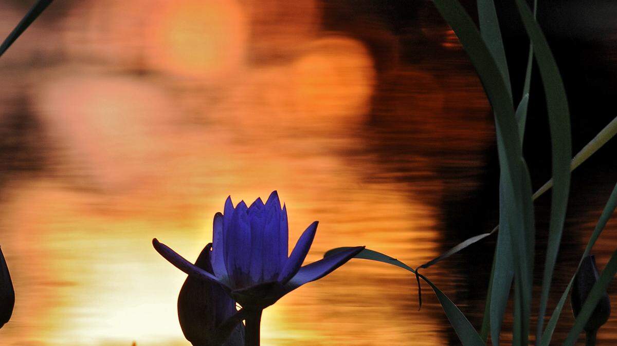 The setting summer sun turns the water around this lily into a firey backdrop as Brookgreen Gardens celebrates their Cool Summer Evenings by staying open late._06/20/12_Photo by Charles Slate
