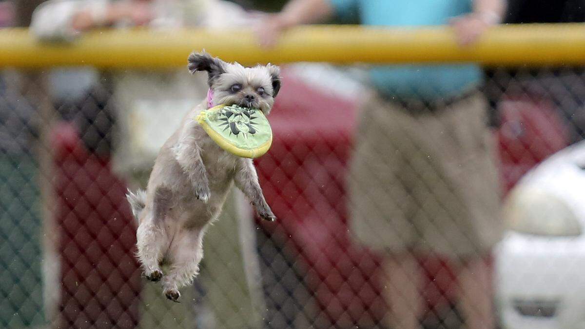 The annual Skyhoundz Canine Disc Local Championships, covering dogs’ distance and accuracy, will run and fly at 10 a.m. Saturday at Surfside Beach’s Martin Field, at Dogwood Drive South and Sixth Avenue South. It’s free for all dogs to compete, and for spectators. Details at 770-751-3882 or www.skyhoundz.com, and reach the town at 843-650-9548 or www.surfsidebeach.org.