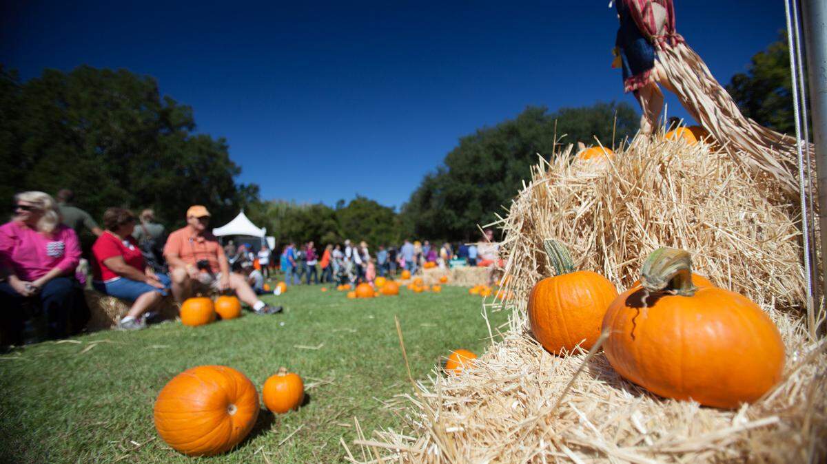 A beautiful, mild Sunday provides the perfect setting for Brookgreen Gardens' Harvest Home Weekend Festival. The annual event features activities for children, including scarecrow building, pumpkin painting, hay rides and more.