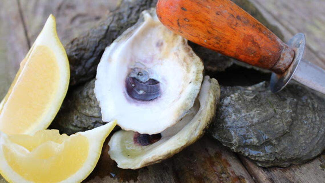 Recreational shellfish season opening delayed