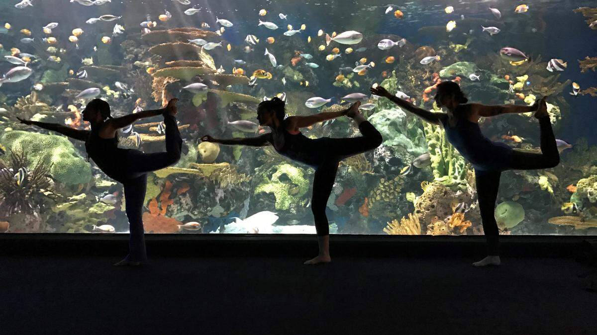 Ripley’s Aquarium at Broadway
at the Beach offers a yoga class the second Saturday of each month.