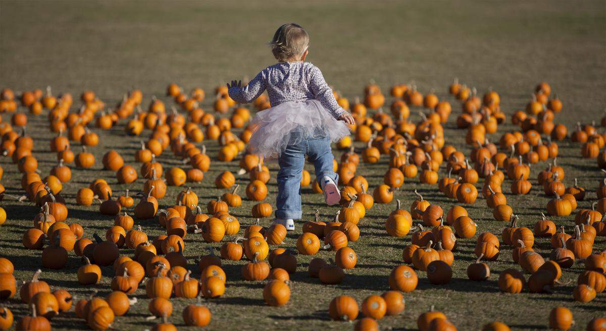 Several events around the Triangle will feature pumpkin carving for adults and kids. In Cary, carved pumpkins will be lit and set afloat at Bond Park, 801 High House Road, on Oct. 25.