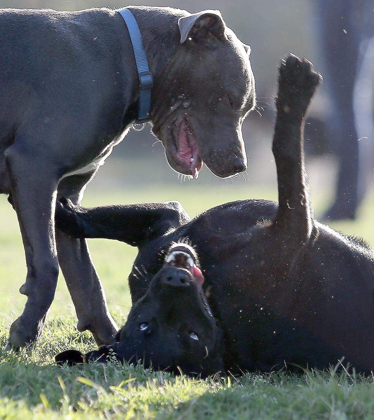 It’s not quite the dogs days of summer, but it’s a good day to play with best friends and new friends at the Barc Park beside the YMCA in Myrtle Beach on March 15, 2016.