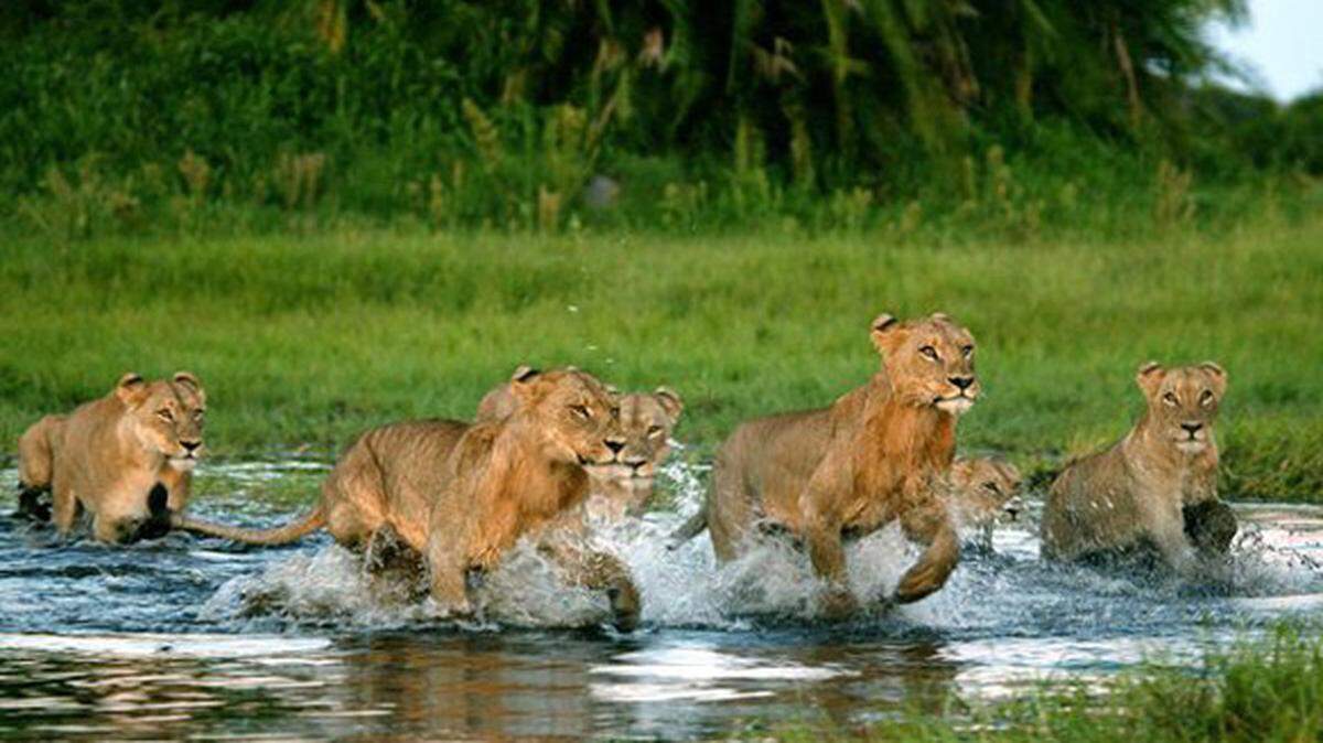 This photo shows a scene from National Geographic’s “The Last Lions,” which will play at 10 a.m., noon and 2 p.m. Saturday, Sept. 30, at the N.C. Museum of Natural Sciences at Whiteville, 415 S. Madison St. Admission is free. Details at 910-914-4185 or www.naturalsciences.org.