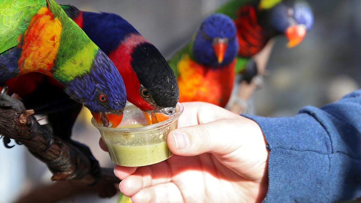 Caption

Ready




 Stop by to see some colorful sippers at play in “Lorikeet Landing,” an interactive exhibit of multicolor, radiant, tropical birds about 10 inches tall, daily through Saturday, Sept. 30, at N.C. Aquarium at Fort Fisher, on U.S. 421, just south of Kure Beach, during regular, year-round aquarium hours, 9 a.m.-5 p.m., with break for the birds, 12:30-1:30 p.m. Aviary entry $3. Details at 910-772-0500 or www.ncaquariums.com/fort-fisher.