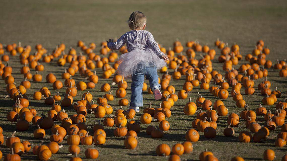 Look for a perfect pumpkin at North Myrtle Beach’s annual “Howl-o-Scream” celebration, which draws thousands of attendees every year. The 2017 festival will be 5-8 p.m. Oct. 28 at the North Myrtle Beach Park & Sports Complex, at S.C. 90 and Robert Edge Parkway. Admission is $2 for ages 15 and older, $1 ages 5-14, and free ages 4 and younger. Details at 843-280-5570, ext. 1; or parks.nmb.us/festivalsevents/special-events/howl-o-scream/.