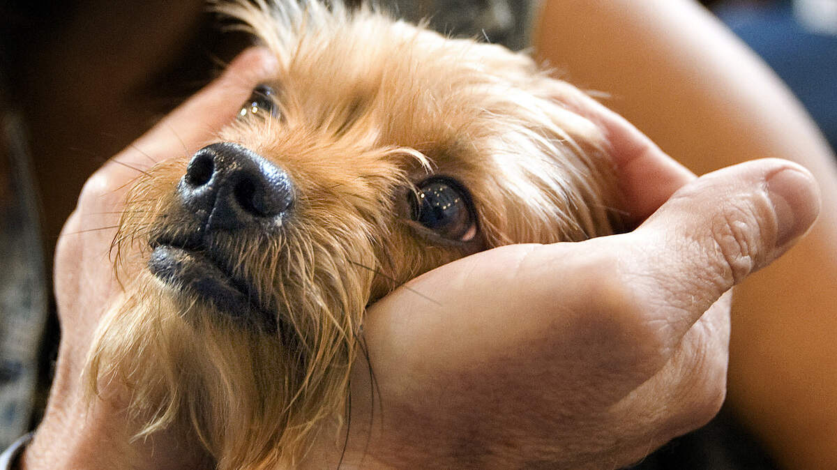 Join a "Blessing of the Animals, " 10 a.m.-2 p.m. Saturday, Oct. 8, by St. Barnabas Anglican Church, at Calabash Town Park, 868 Persimmon Road Park. Details at 843-467-4979.