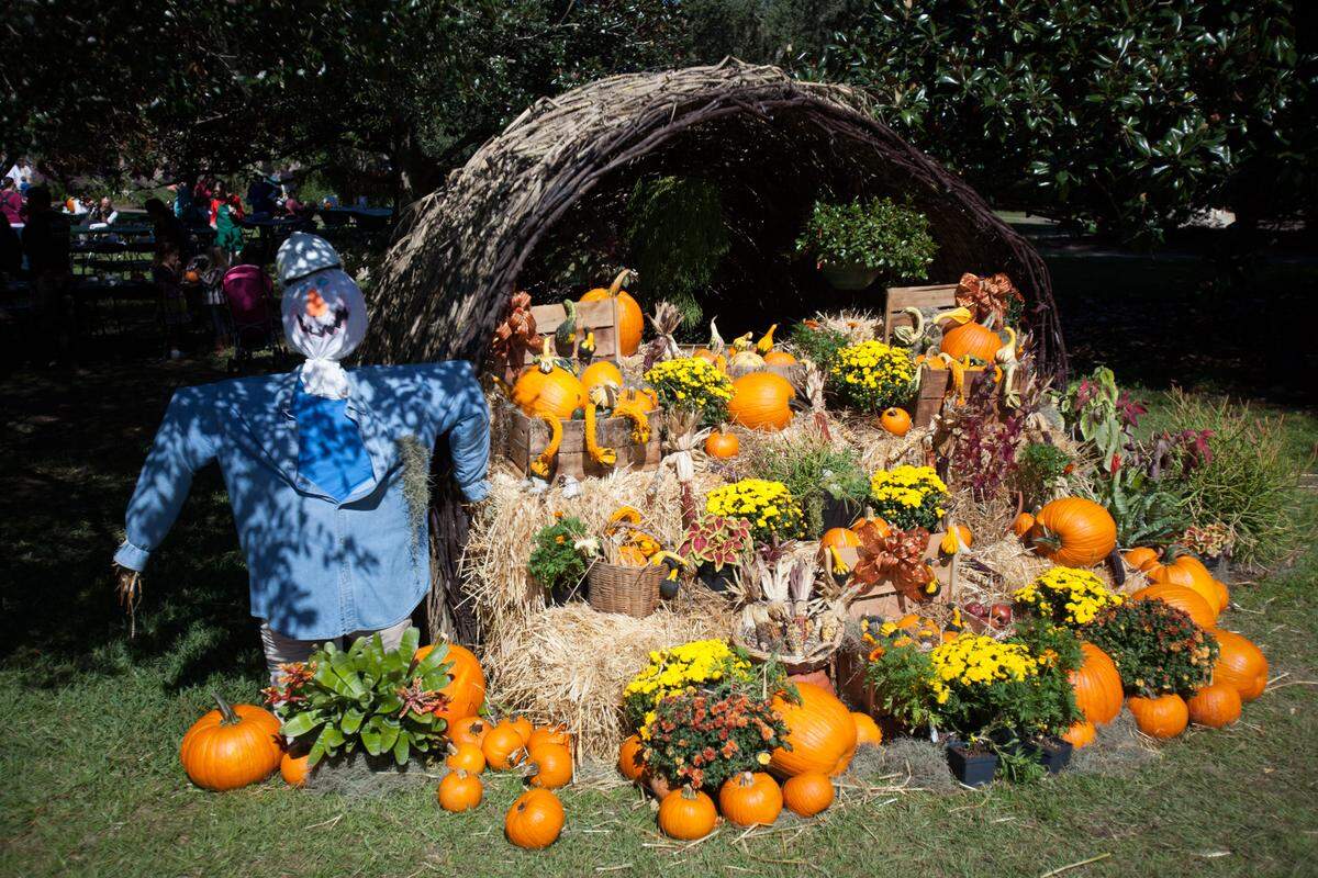 A large cornucopia on display near the pumpkin patch. A beautiful, mild Sunday provides the perfect setting for Brookgreen Gardens’ Harvest Home Weekend Festival. The annual event features activities for children, including scarecrow building, pumpkin painting, hay rides and more.