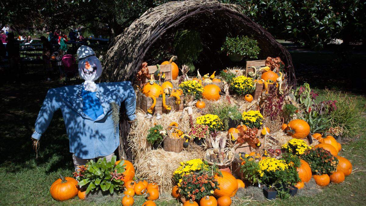 A large cornucopia on display near the pumpkin patch. A beautiful, mild Sunday provides the perfect setting for Brookgreen Gardens' Harvest Home Weekend Festival. The annual event features activities for children, including scarecrow building, pumpkin painting, hay rides and more.