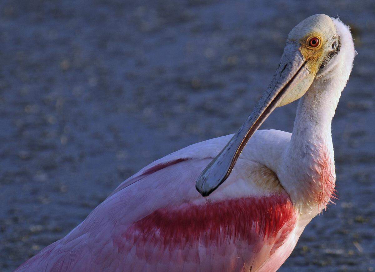 A Roseate Spoonbill wades around Mullet Pond at Huntington Beach State Park, searching for food.  The birds, which feed in both fresh- and saltwater settings, use their large spoon-shaped bills to sweep the water, snapping closed when they feel the small fish, insects, snails or shrimp that make up their diet.