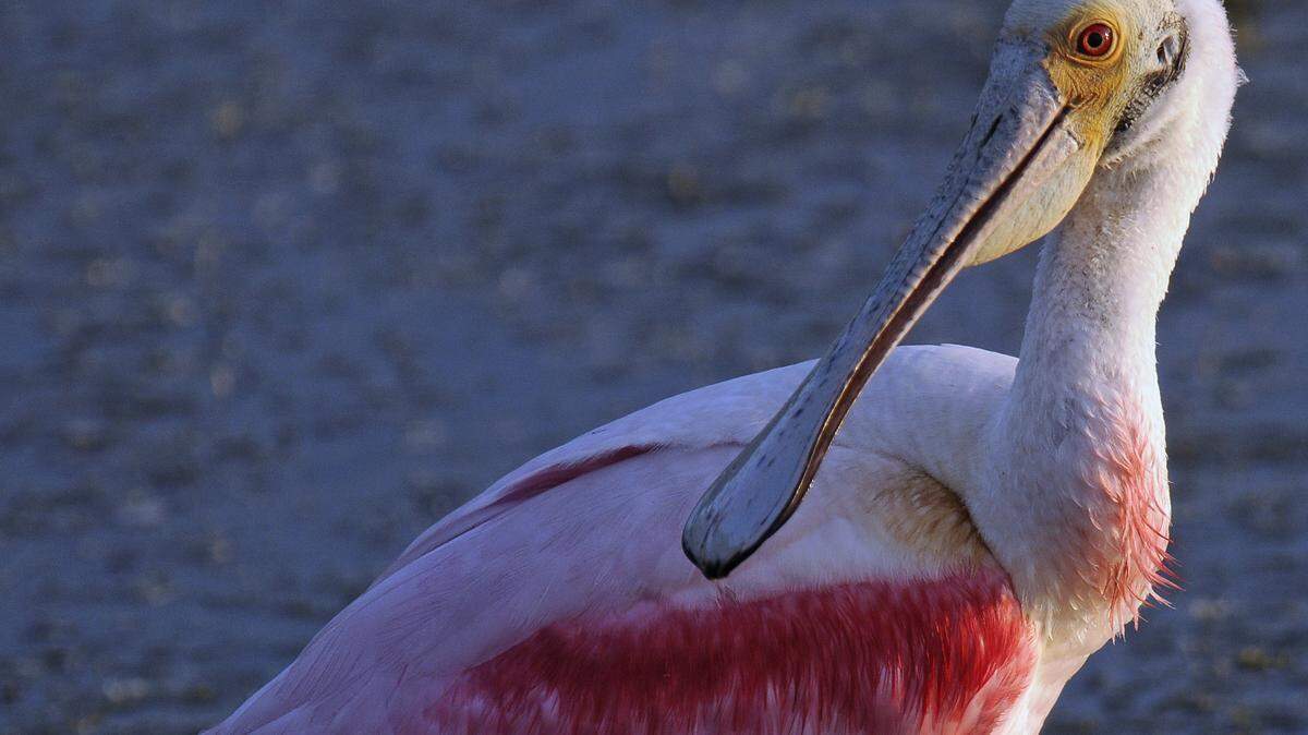 A Roseate Spoonbill wades around Mullet Pond at Huntington Beach State Park, searching for food.  The birds, which feed in both fresh- and saltwater settings, use their large spoon-shaped bills to sweep the water, snapping closed when they feel the small fish, insects, snails or shrimp that make up their diet.
