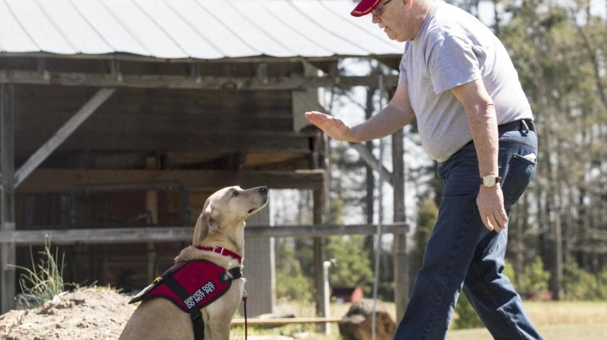 Steve Waugh works on sit/stays with his service dog, “Sophie,” at the Big Paws Canine Academy in Aynor. Waugh, a Vietnam and Gulf War veteran, suffers from a traumatic brain injury and has mobility issues from his time in service. Disabled veterans and their service dogs are trained by Marine veteran Steve Slavic at the Big Paws Canine Academy.