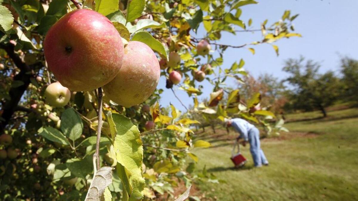 
Dick Perdue travels past the Fuji Apple trees while picking apples in his orchard. Carolina Farms/Perdeaux Fruit Farm in Tigerville, S.C, grows apples in the orchard and sells them along with cider, apple sauce, preserves and other fruits, at a roadside market.
