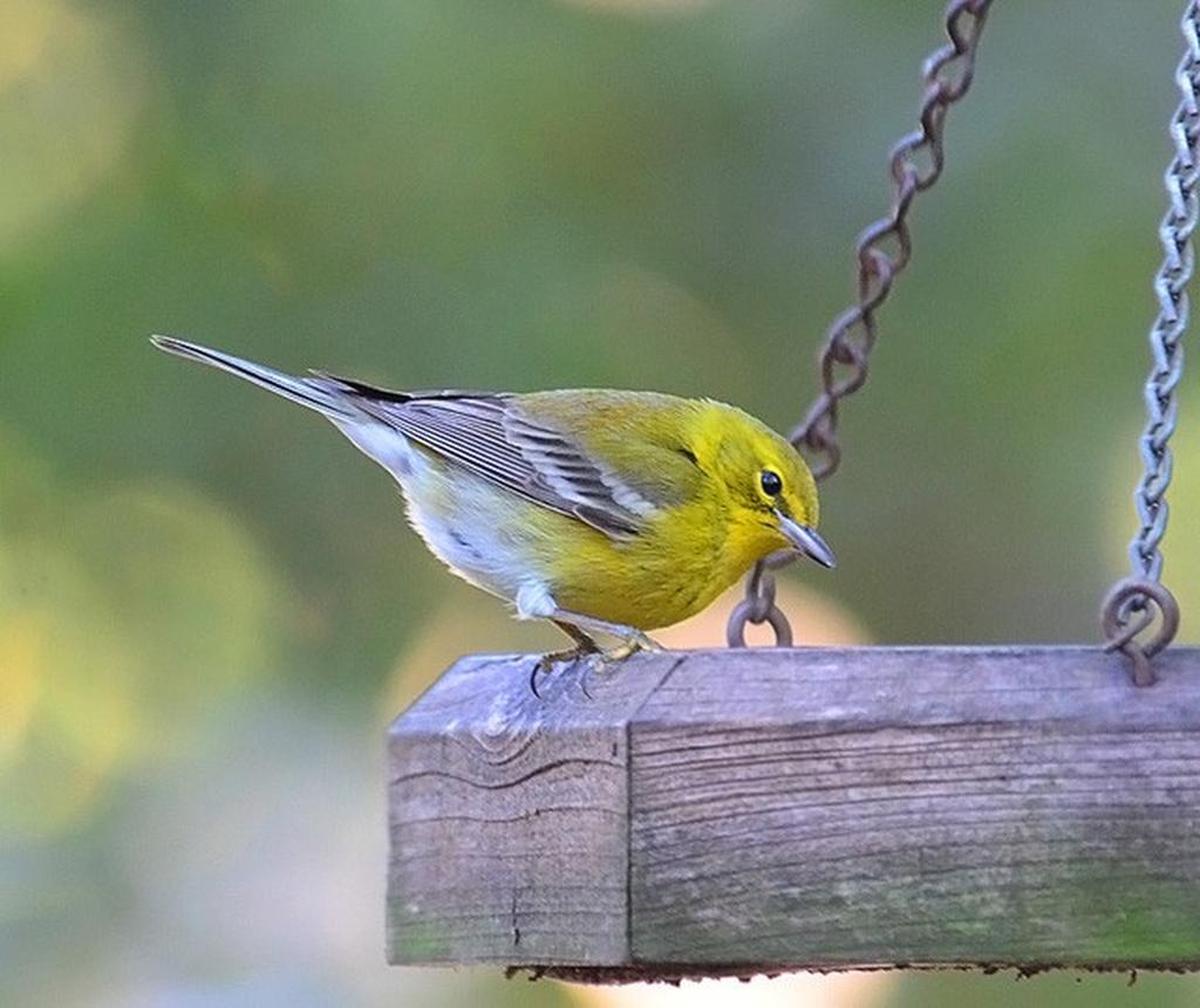 Pine warblers frequently visit backyard birdfeeders in winter.