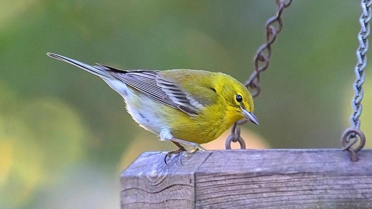 Pine warblers frequently visit backyard birdfeeders in winter.