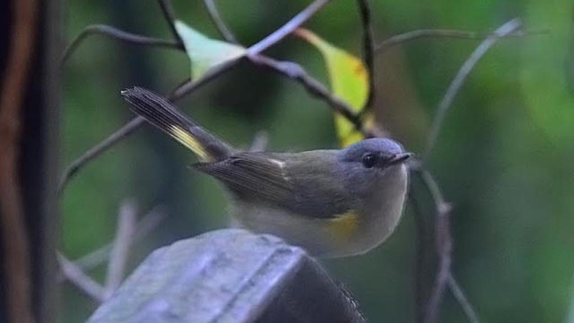 Bird Notes | Migration during fall may change bird species temporarily