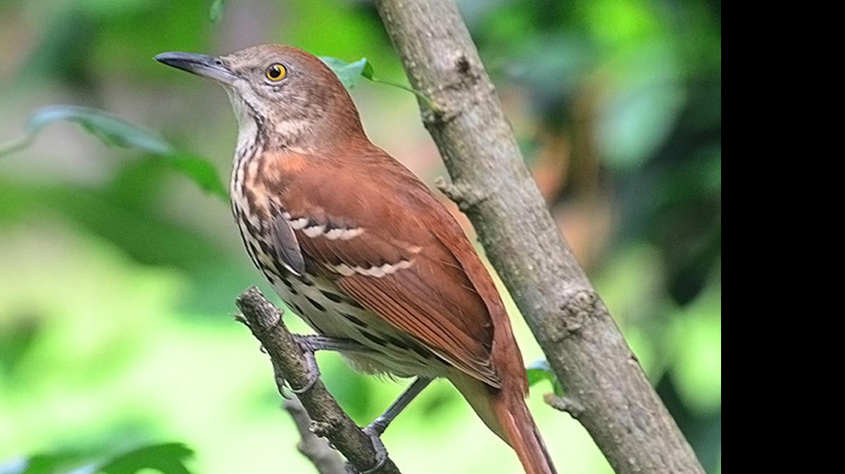 
Brown thrashers are among the resident birds that are currently fledging young.
