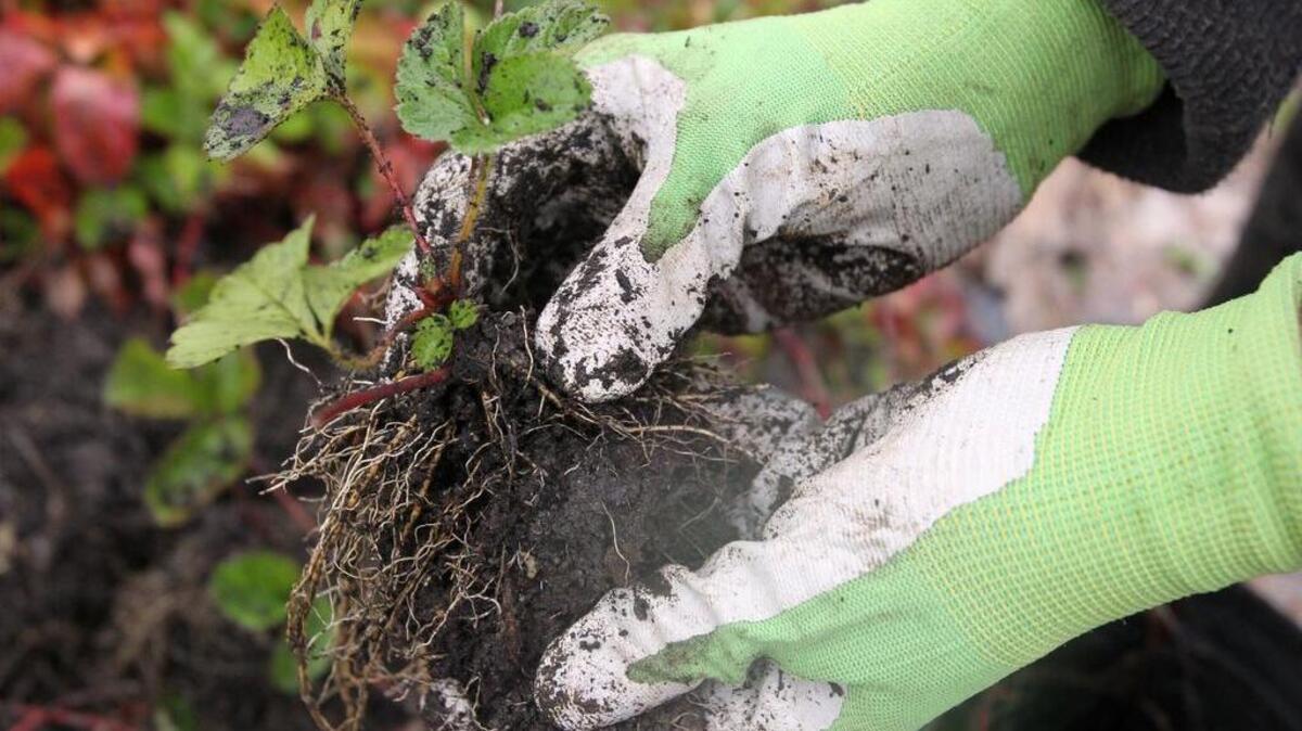 
August is a good month to move your yards and gardens on from summer and prepare for fall.
