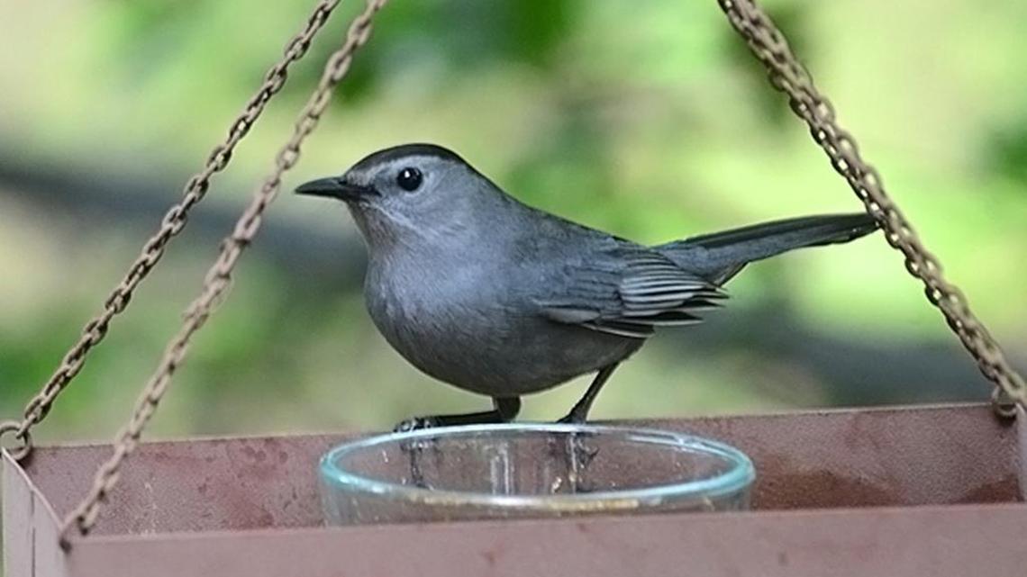 How to keep coastal area birds fed