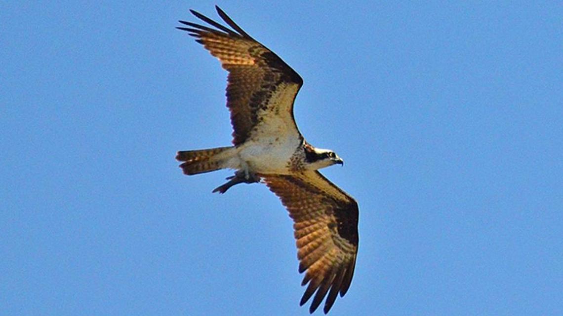 Winter birds still linger in the area