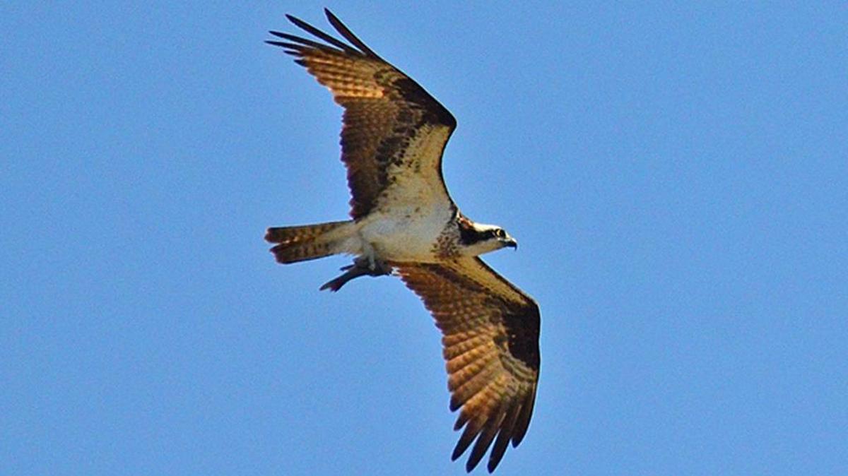 Osprey are among the many bird species returning to the area for their annual reproductive duties.