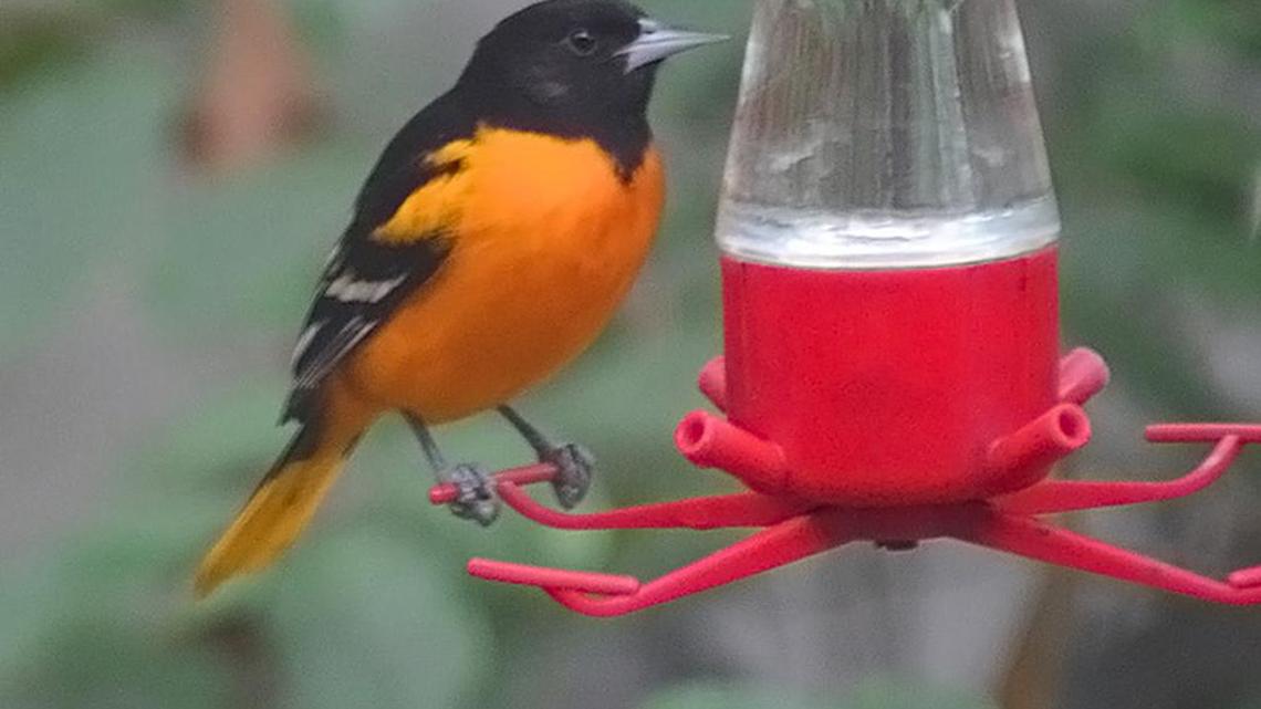 Bird Notes | Winter birds finding their way to the Grand Strand