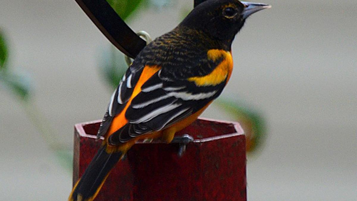 Baltimore orioles are among the species to be documented during this weekend's Great Backyard Bird Count.
