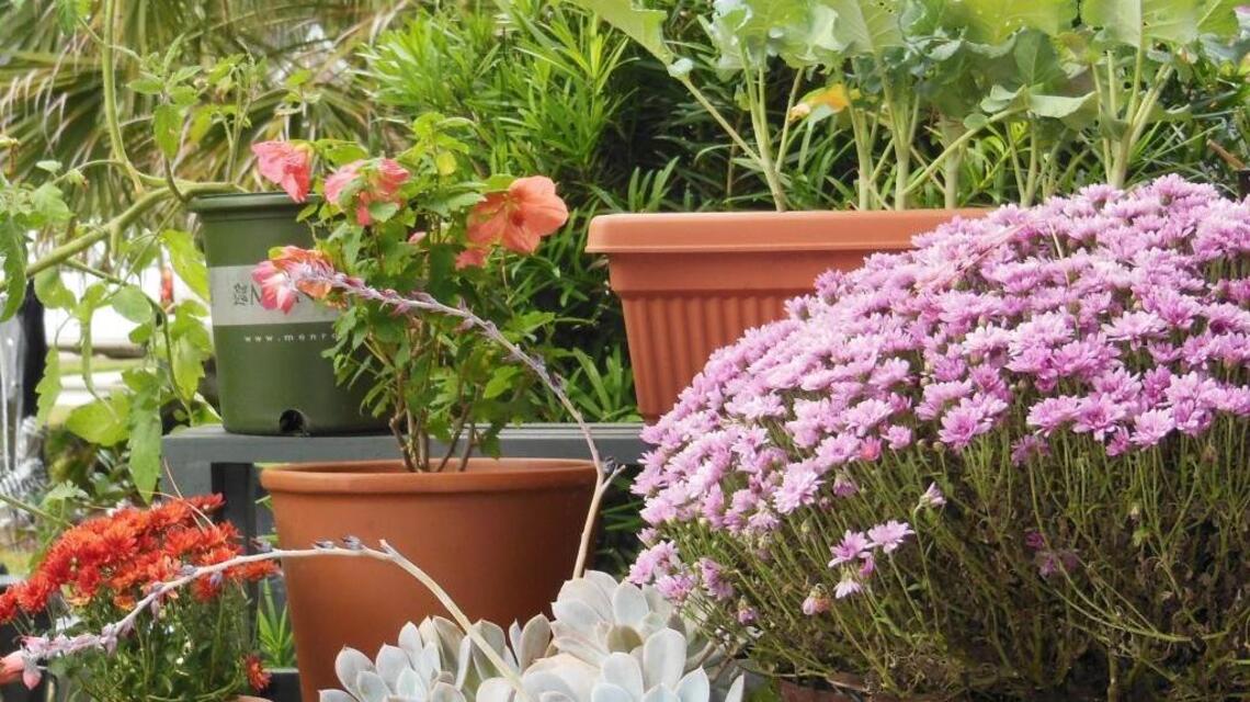 Fall Planting: Know the Microclimates in your Yard