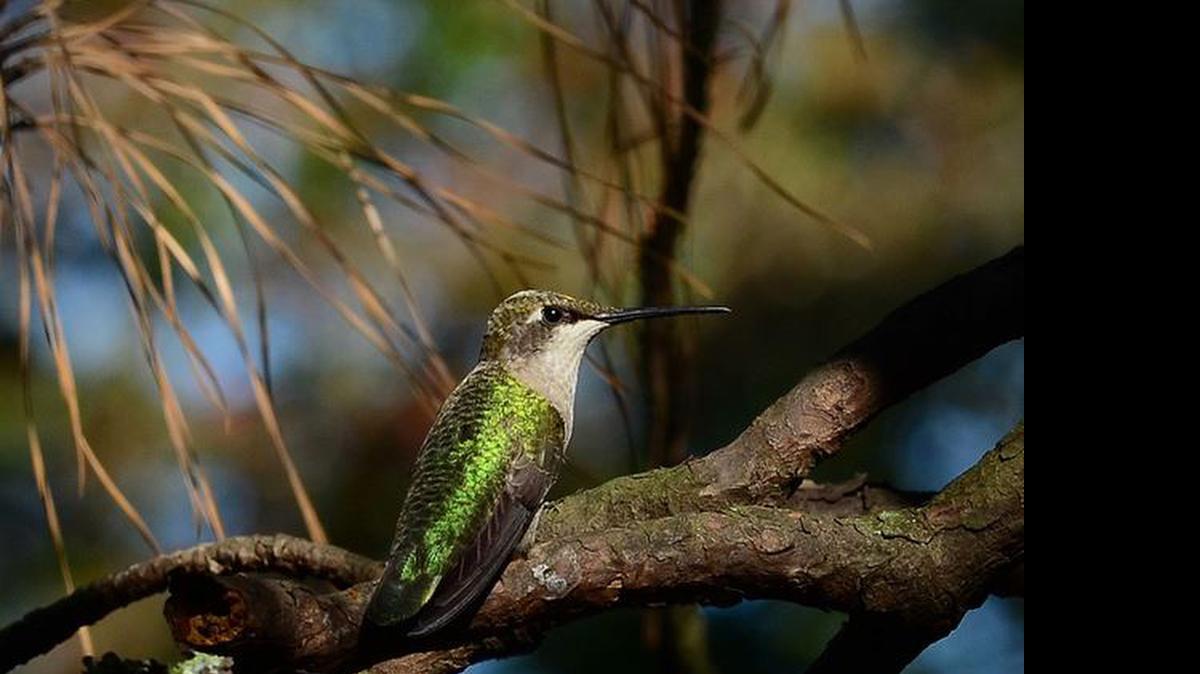 
In addition to nectar/sugar water, hummingbirds must also capture numerous small insect-prey items to fulfill their dietary needs.
