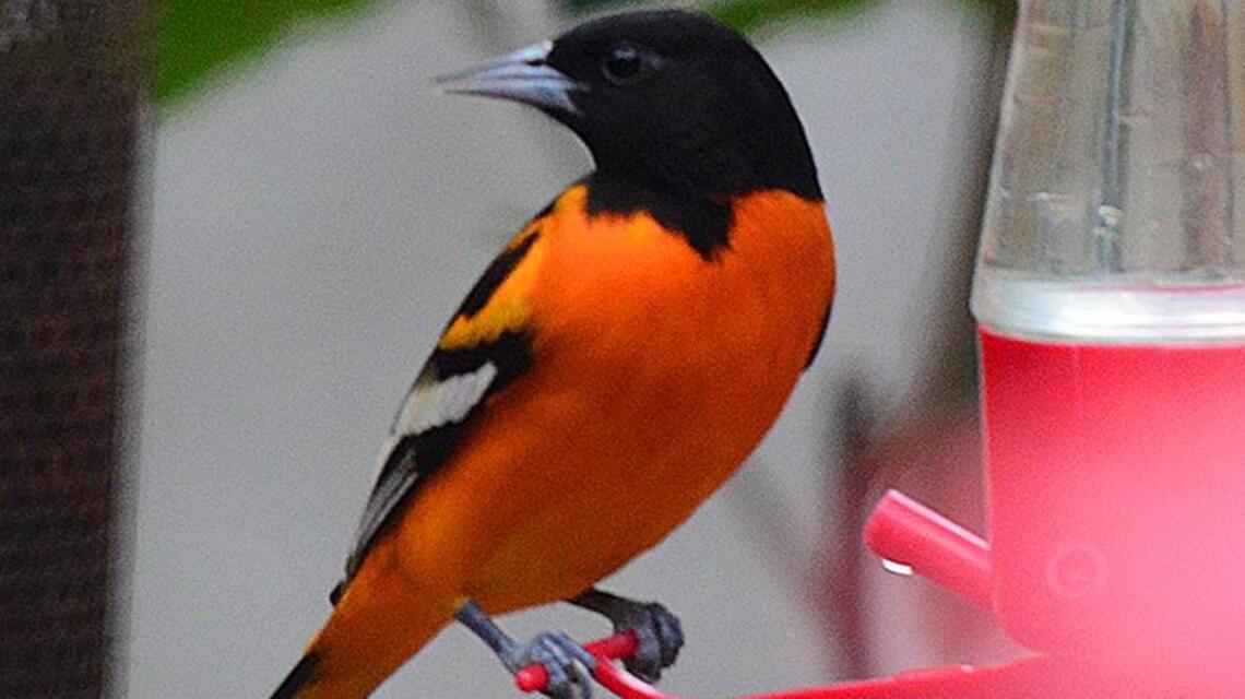 The bird food you offer will determine the winter company you get