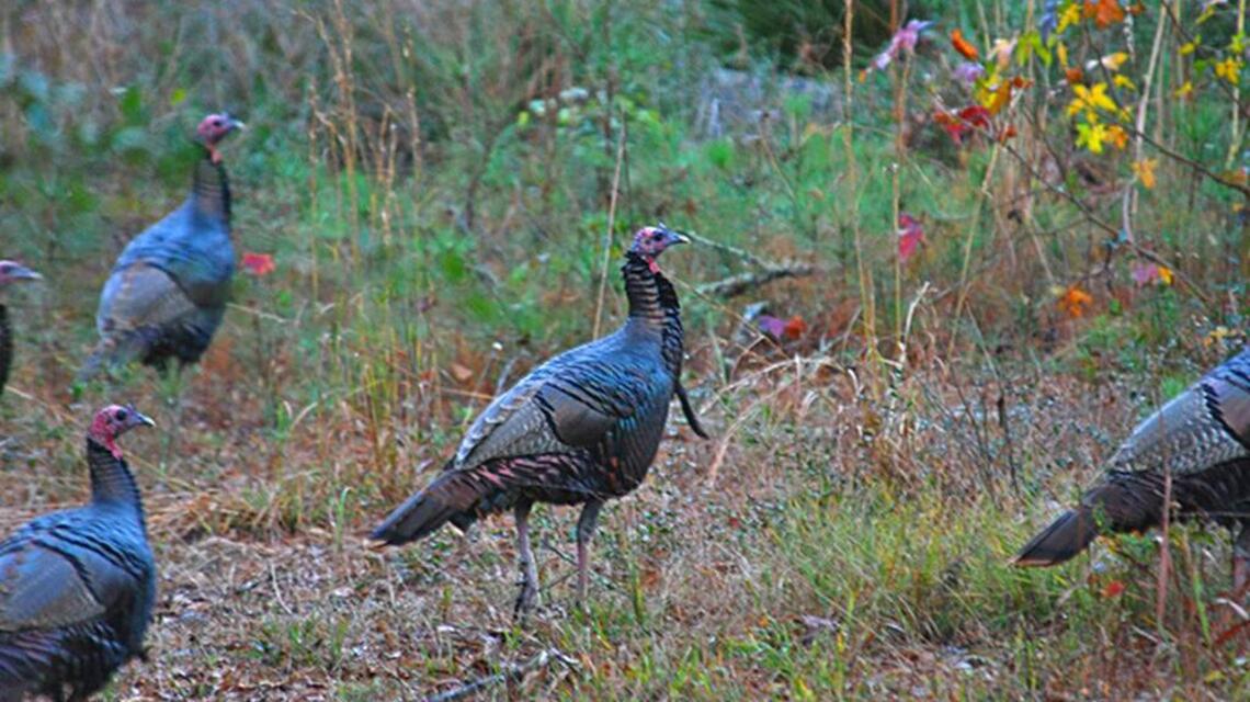 Celebrating the turkey | Bird Notes