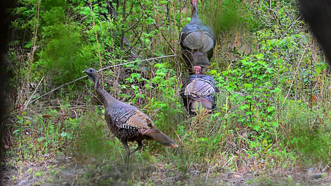 A history of the turkey