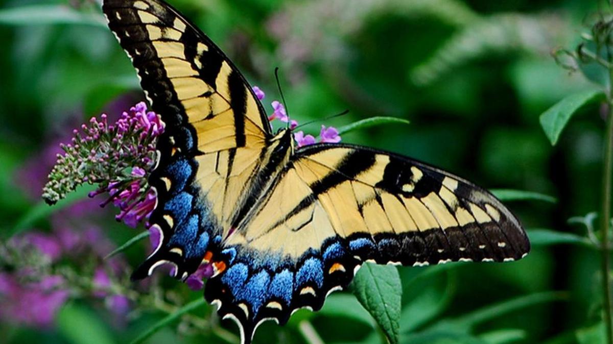 Eastern Tiger Swallowtail butterflies are among the many species that may currently be seen in the area.
