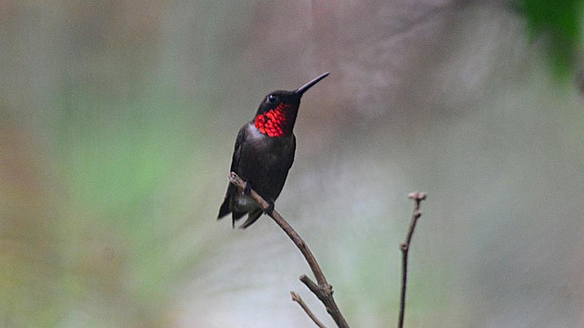 Male ruby-throated hummingbirds are returning to the area to claim territories for the breeding season.