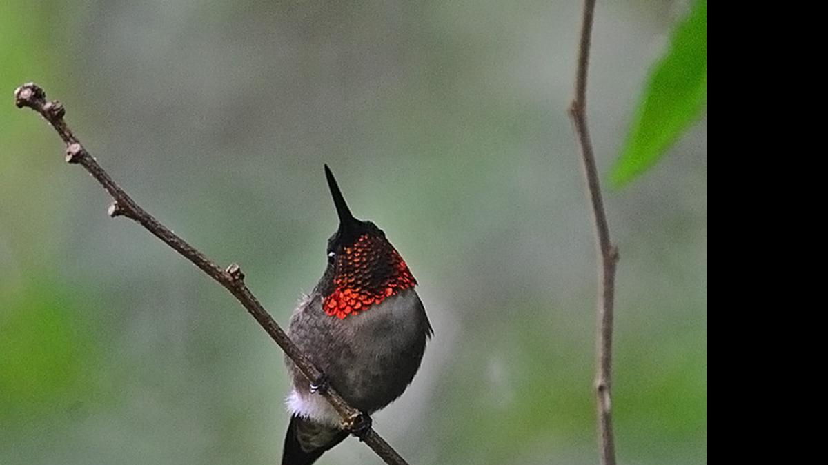 
Male ruby-throated hummingbirds will be the first to leave as their breeding season winds down.

