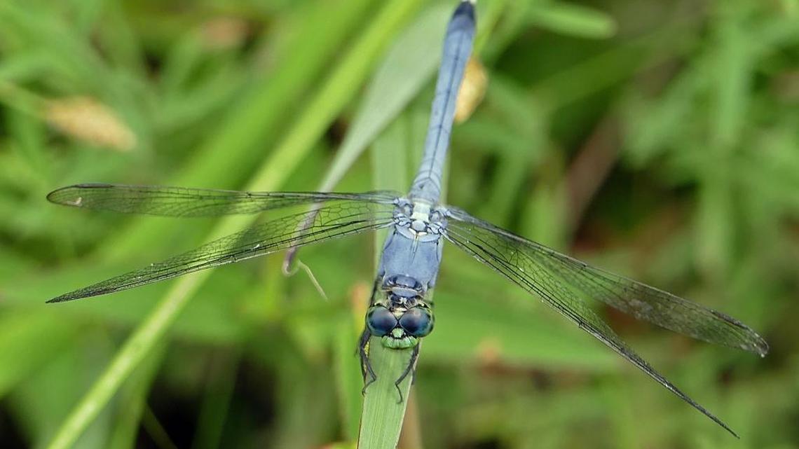 Dragonfly 101