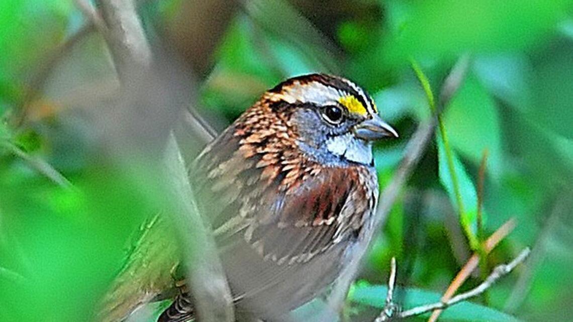 With cooler weather comes new flock of birds