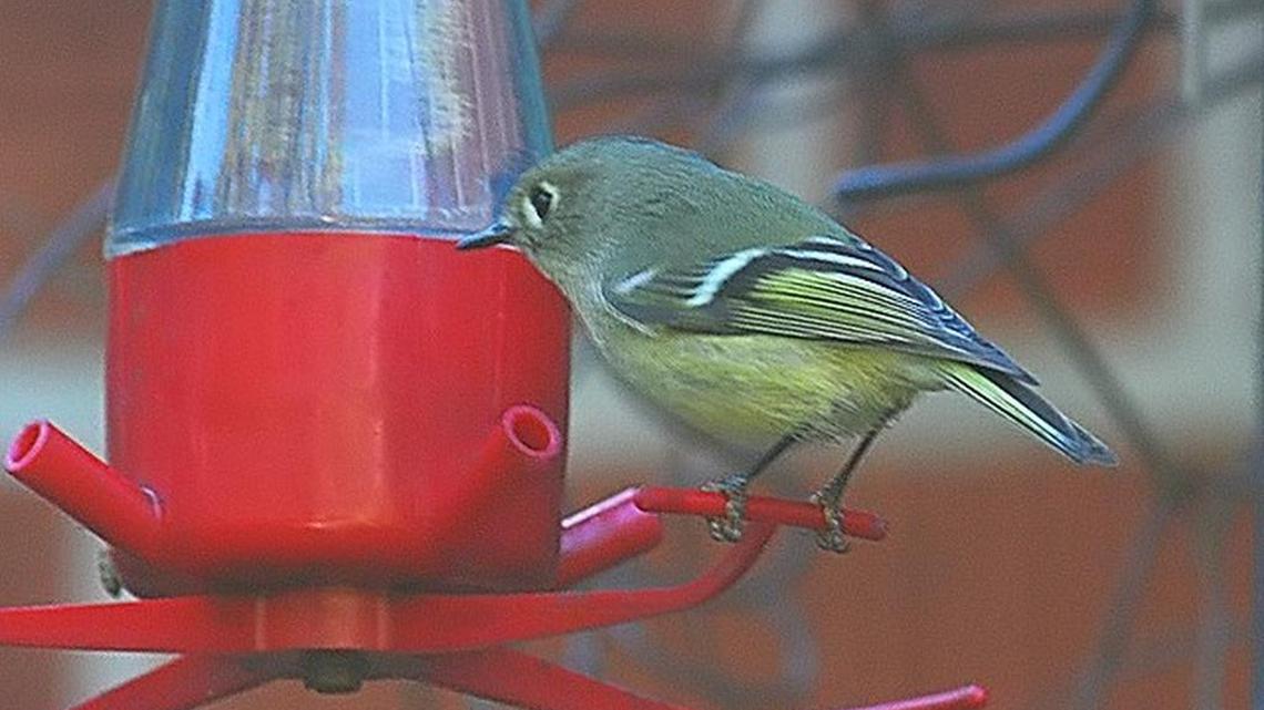 Kinglets have made their way to the area