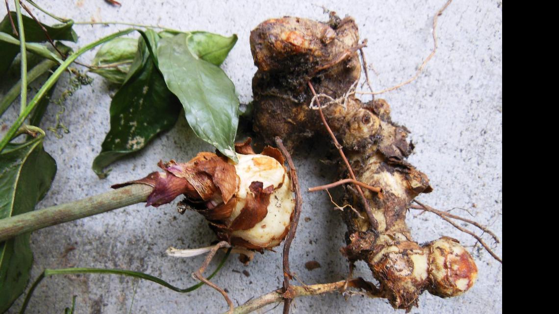 
Smilax is an invasive plant and a garden thug.
