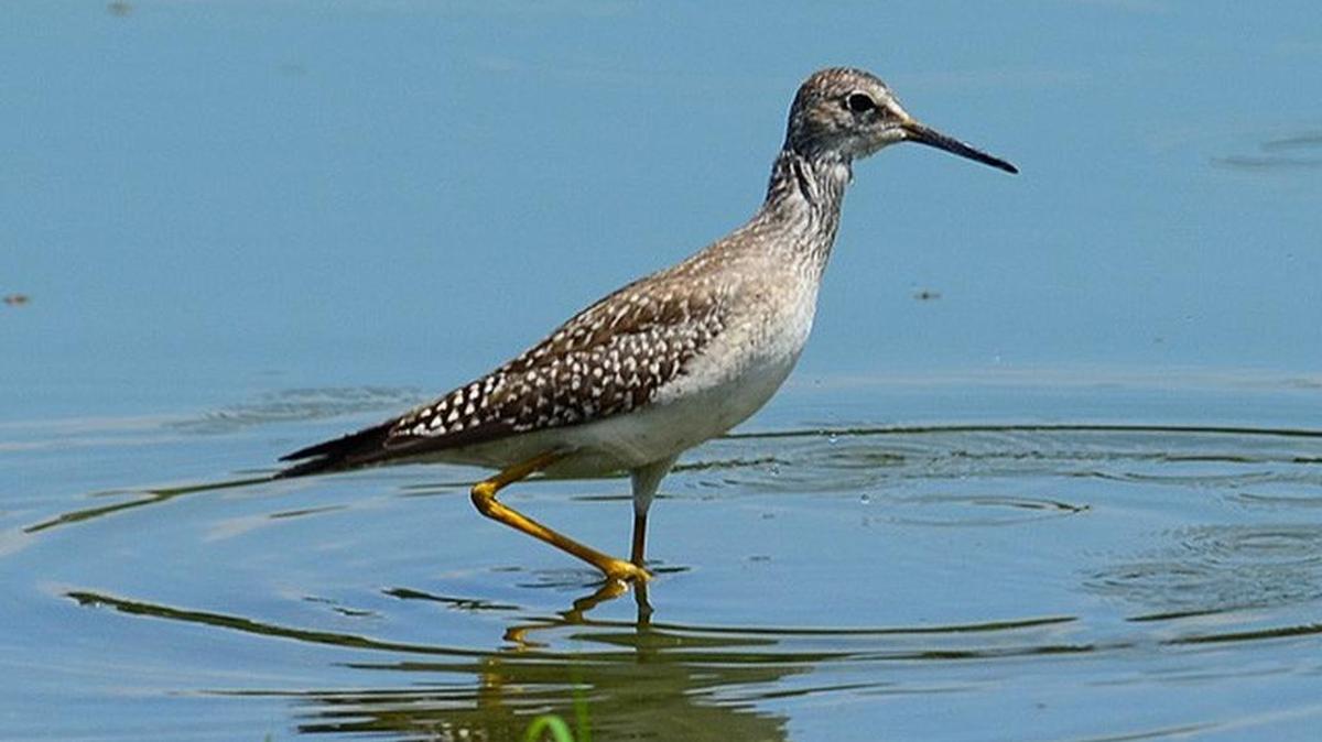 Lesser Yellowlegs are among several species of shorebirds currently making their way into and through our area.