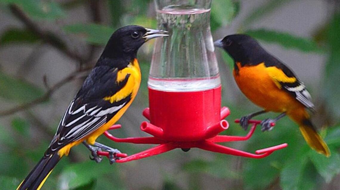 As daylight shortens, keep an ear out for songbirds | Bird Notes