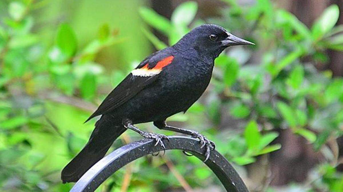
Red-winged blackbirds are among the migrants returning to our area.
