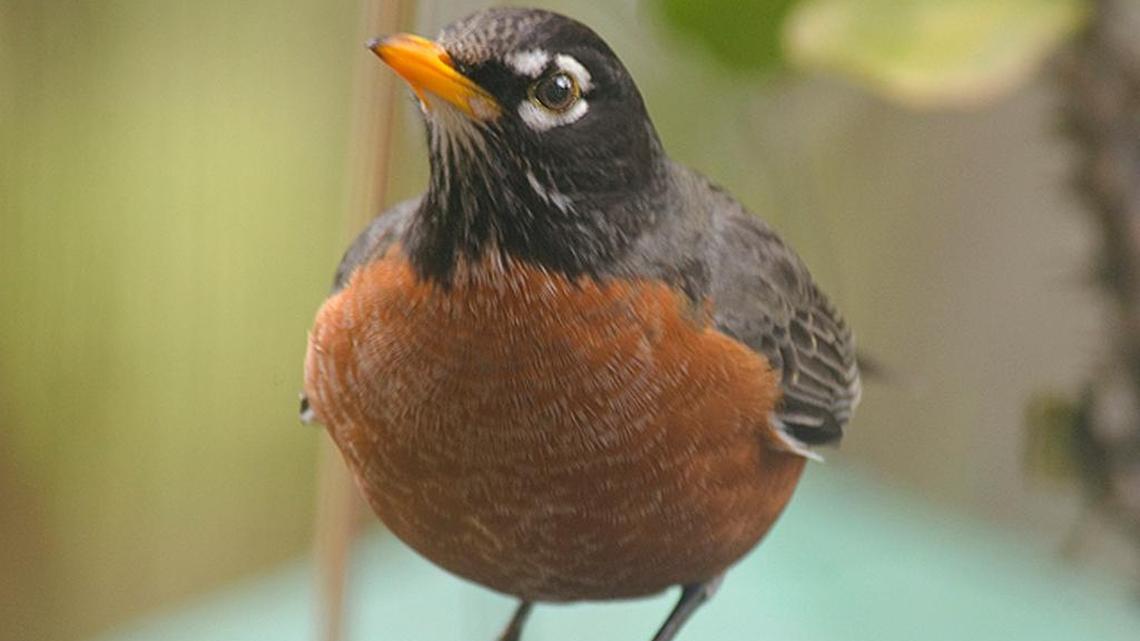 Bird feeder activity grows as weather gets colder