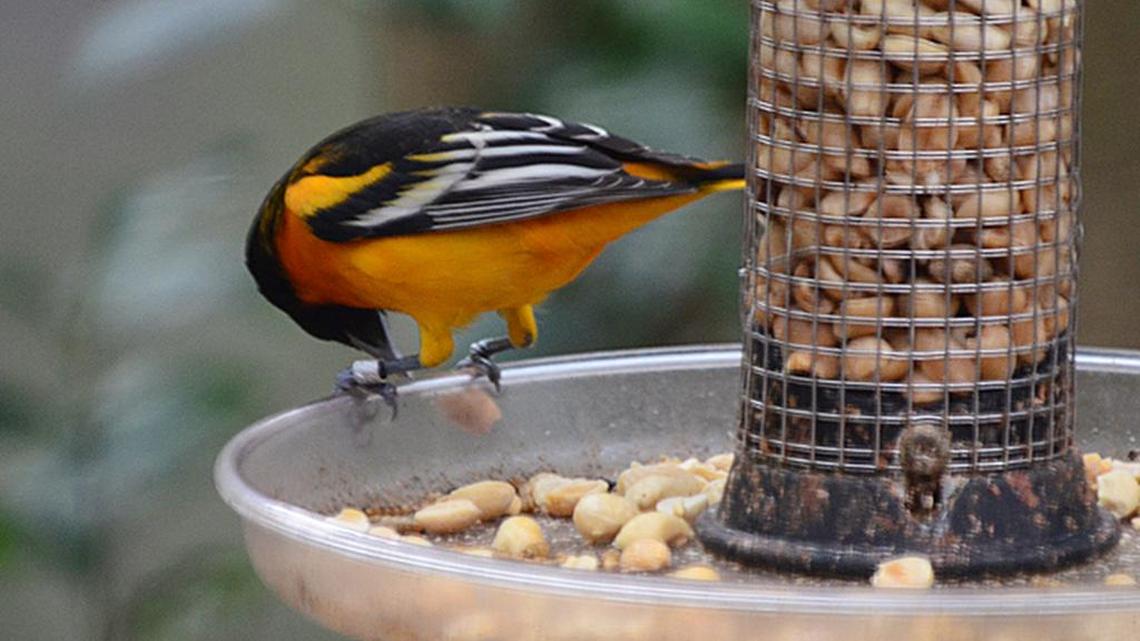 Bird Notes | Banding program tracks one-time Myrtle Beach oriole to British Columbia