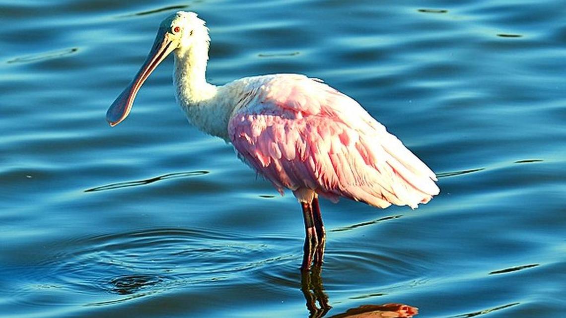 Fall exodus of migratory birds picks up pace