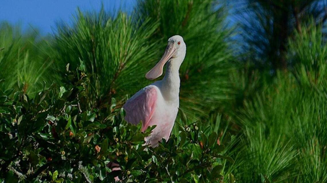 Birders reminded of importance of ‘listing’ for new year | Bird Notes